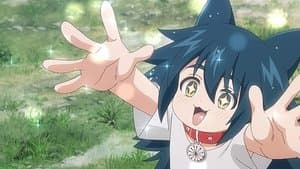 Nuit Cherry Blossom Front／Blooming